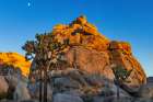 Granite boulders and Joshua trees in Joshua Tree National Park, California, USA Art Print